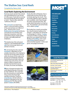 Shallow Sea Coral Reefs