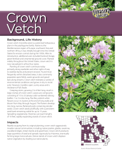 Crown Vetch