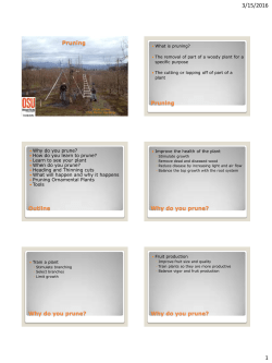 Pruning Trees and Shrubs