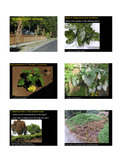 Is my plant sick? Plant Problem Diagnosis