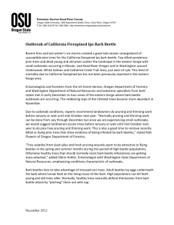 Outbreak of California Fivespined Ips Bark Beetle
