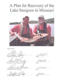 Lake Sturgeon Recovery Plan pdf (833.1 K)