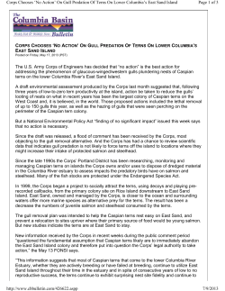 Corps Chooses No Action On Gull Predation Of Terns