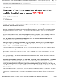 Dead Loons Northern Michigan Shorelines