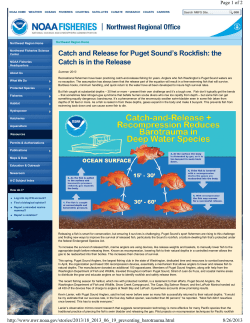 Catch And Release For Puget Sounds Rockfish