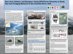5 SeaLionForagingBehaviorPoster PSMFC2014