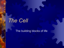 the cell