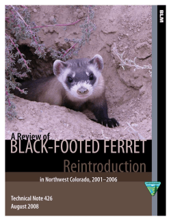 A Review of Black-footed Ferret Reintroduction in northwest Colorado, 2001-2006
