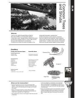Common Trees and Shrubs