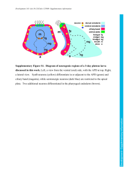 Supplementary information