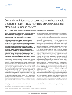 "Dynamic Maintenance of Asymmetric Meiotic Spindle Position through Arp2/3 Complex Driven Cytoplasmic Streaming in Mouse Oocytes"