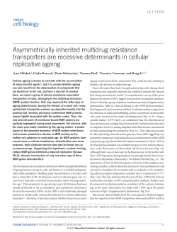 "Asymmetrically Inherited MultiDrug Resistance Transporters are Resessive Determinants in Cellular Replicative Ageing",