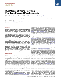 "Dual Modes of Cdc42 Recycling Fine-Tune Polarized Morphogenesis",