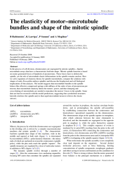 "The Elastisity of Motor-Microtubule Bundles and Shape of the Mitotic Spindle",