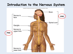 Nervous Tissue