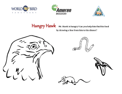 Hungry Hawk Activity for K–2 Students