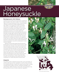 Japanese Honeysuckle Invasive Species Fact Sheet
