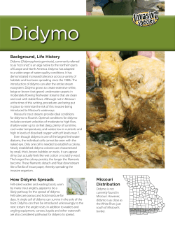 Didymo Control