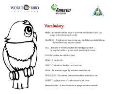 Falcon Study Vocabulary for K&ndash;2 Students