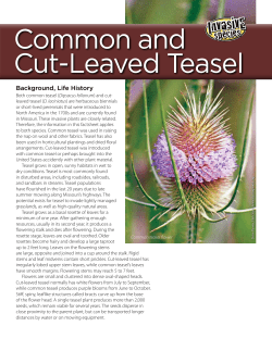 Common and Cut-Leaved Teasel Invasive Species Fact Sheet