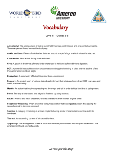 Falcon Study Vocabulary for Grades 6&ndash;8