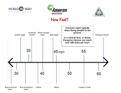 How Fast? Raptor Facts