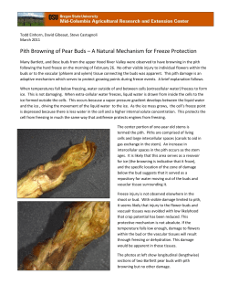 Pith Browning in pear buds PDF