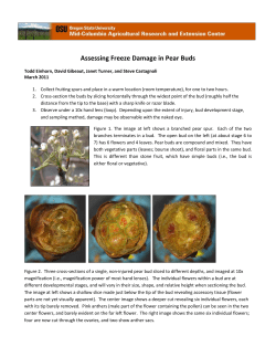 Identification of freeze damaged pear buds PDF