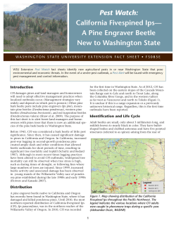 Forestry Pest Watch: California Fivespined Ips-A Pine Engraver Beetle