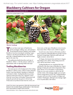 Blackberry Cultivars for Oregon