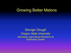 Growing Better Melons