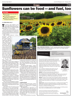 Sunflowers can be food--and fuel, too,