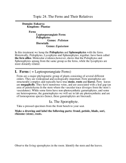 Download a pdf copy of Topic 25: Ferns and Their relatives