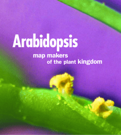 arabidopsis