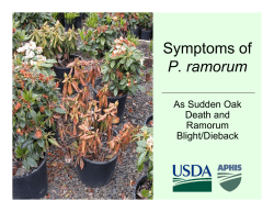 a USDA pdf on symptoms