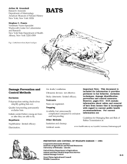 Bats - Damage Prevention and Control