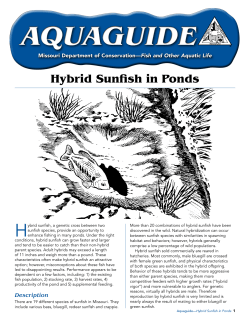 Hybrid Sunfish in Ponds