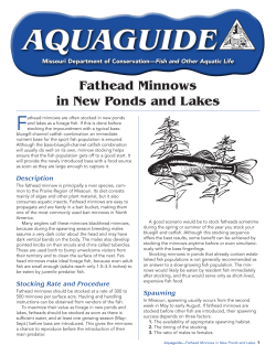 Fathead Minnows in New Ponds
