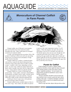 Channel Catfish in Farm Ponds