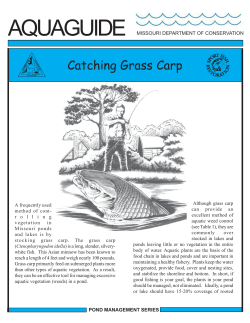 Catching Grass Carp
