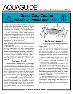 Grass Carp for Weed Control