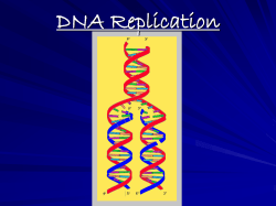 DNA Replication Powerpoint