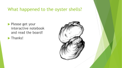 Lab: Oyster Shell reaction