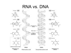 DNA/RNA
