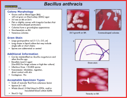 http://www.health.ny.gov/guidance/oph/wadsworth/bacillus_anthracis.pdf