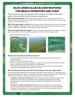 Blue-Green Algae Bloom Response for Beach Operators and Staff