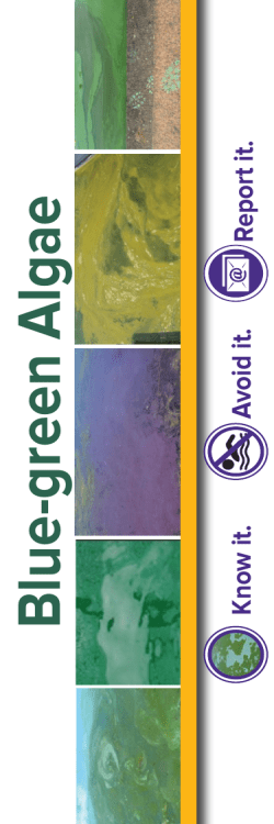 Blue-green Algae and Health bookmark