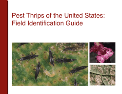 First Detectors Pest Thrips of the United States - Field Identification Guide