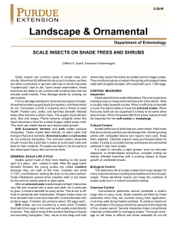Scale Insects on Shade Trees and Shrubs website includes a Guide to Assessing Scale Infestation