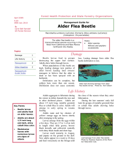 Alder leaf beetle management
